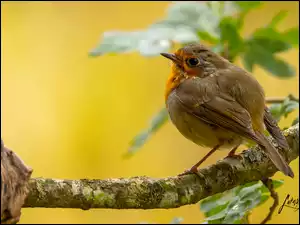 Tło, Ptak, Gałąź, Żółte