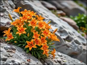 Lilie, Grafika AI, Pomarańczowe, Kwiaty, Skały