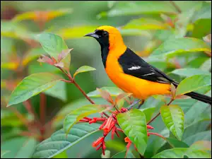 Kacyk maskowy, Gałązki, Ptak, Żółto-czarny, Liściaste