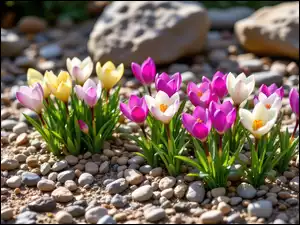 Żółte, Kamienie, Różowe, Białe, Krokusy