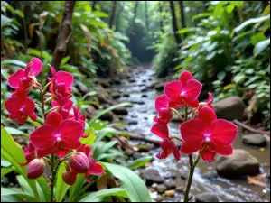 Kwiaty, Czerwone, Strumyk, Las, Storczyki