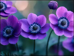 Zawilce, Fioletowe, Kwiaty