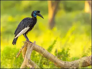 Trawa, Dzioborożec abisyński, Suchy, Konar