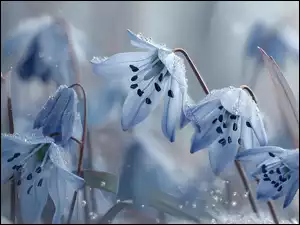 Grafika AI, Cebulica syberyjska, Niebieskie, Kwiaty