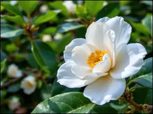 Zbliżenie, Biały, Kwiat, Kamelia