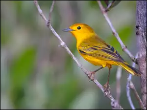 Gałązka, Żółty, Ptak, Lasówka złotawa