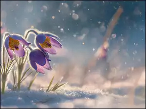 Rozświetlone światłem trzy pochylone sasanki w śniegu