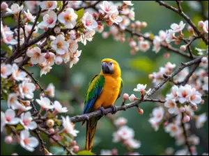 Kwiaty, Papuga, Drzewo owocowe, Gałązki