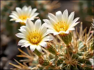 Kaktus, Białe, Kwiaty