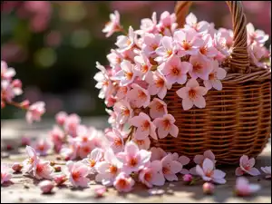 Kwiaty, Koszyk, Różowe, Drobne, Wiklinowy