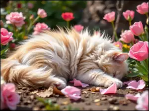 Śpiący, Tulipany, Puszysty, Kot, Kwiaty