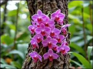 Storczyki, Pień, Pnące, Fioletowe, Drzewo