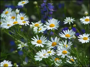 Rumianek pospolity, Białe, Kwiaty, Łąka