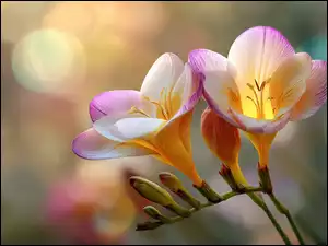 Grafika AI, Frezje, Kwiaty