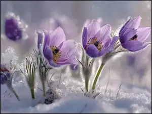 Kępka, Grafika AI, Sasanki, Fioletowe, Śnieg