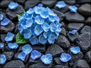 Niebieski kwiat hortensji i płatki na czarnych kamieniach