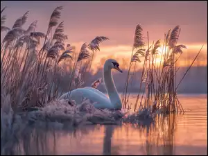 Łabędź wśród zmarzniętych zarośli na jeziorze wieczorową porą
