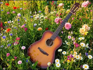 Łąka, Gitara, Kwiaty