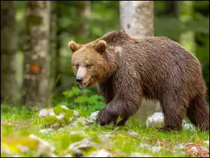 Niedźwiedź brunatny, Idący