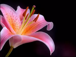 Rozkwitnięty różowy kwiat lilii na czarnym tle
