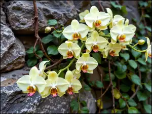 Żółte, Kwitnące, Mur, Grafika AI, Storczyki, Kamienie