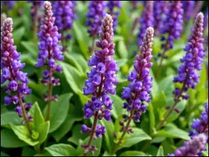 Listki, Fioletowe, Kwiaty, Szałwia