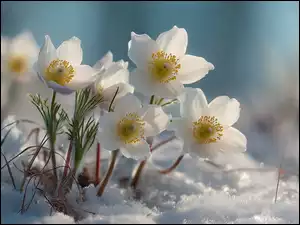 Białe sasanki kwitnące w śniegu