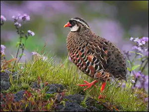 Przepiórka, Przepióreczka czerwonodzioba, Kolorowy, Ptak