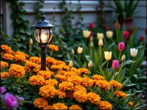 Latarnia, Kwiaty, AI, Ogród, Bluszcz, Tulipany, Aksamitki