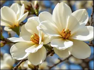 Kwiaty, Gałązki, Białe, Rozwinięte, Magnolia