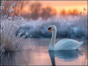 Zarośla, Grafika AI, Woda, Łabędź, Zima