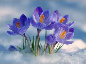 Grafika AI, Fioletowe, Krokusy, Kwiaty