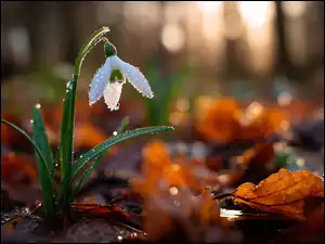 Grafika AI, Mokry, Przebiśnieg, Liście
