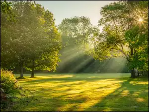 Zielone, Przebijające światło, Łąka, Park, Drzewa