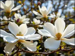 Białe, Krzew, Magnolia, AI, Kwiaty, Gałązki