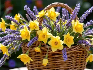 Żonkile i lawenda w wiklinowym koszyku