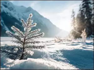 Ośnieżona iglasta gałązka wystające ze śniegu w słonecznym blasku