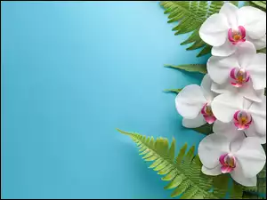Storczyki, Białe, Paproci, Tło, Liście, Niebieskie