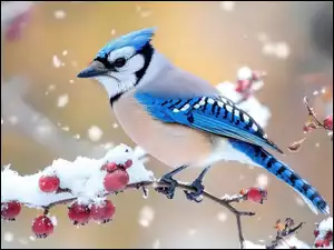 Modrosójka, Ptak, Gałązki, Owoce, Ośnieżone, Czerwone