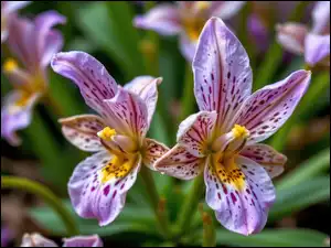 Kwiaty, Dwa, Nakrapiane, Fioletowe