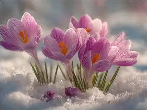 Rozświetlone słonecznym blaskiem rozkwitające różowe krokusy w śniegu