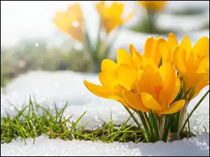 Śnieg, Krokusy, Żółte, Trawa