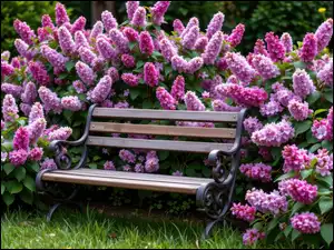 Trawa, Ławka, Różowe, Kwiaty