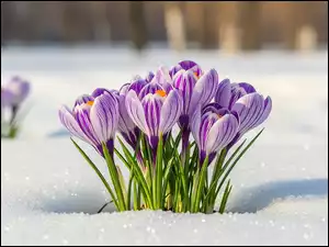 Grafika AI, Krokusy, Śnieg