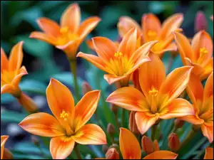 Rozkwitnięte, Pomarańczowe, Kwiaty