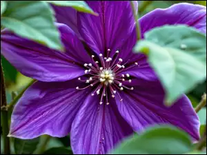 Kwiat, Grafika AI, Powojnik, Fioletowy, Liście