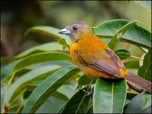 Samica, Gałązki, Tanager szkarłatny, Ptak, Liściaste