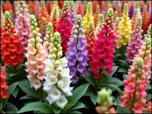 Rozkwitnięte, Różnokolorowe, Kwiaty