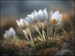 Grafika AI, Białe, Sasanki, Kwiat