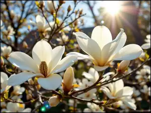 Krzew, Magnolia, Kwiaty, Promienie słońca, Białe, Gałązki